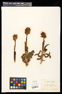 Orchis italica image