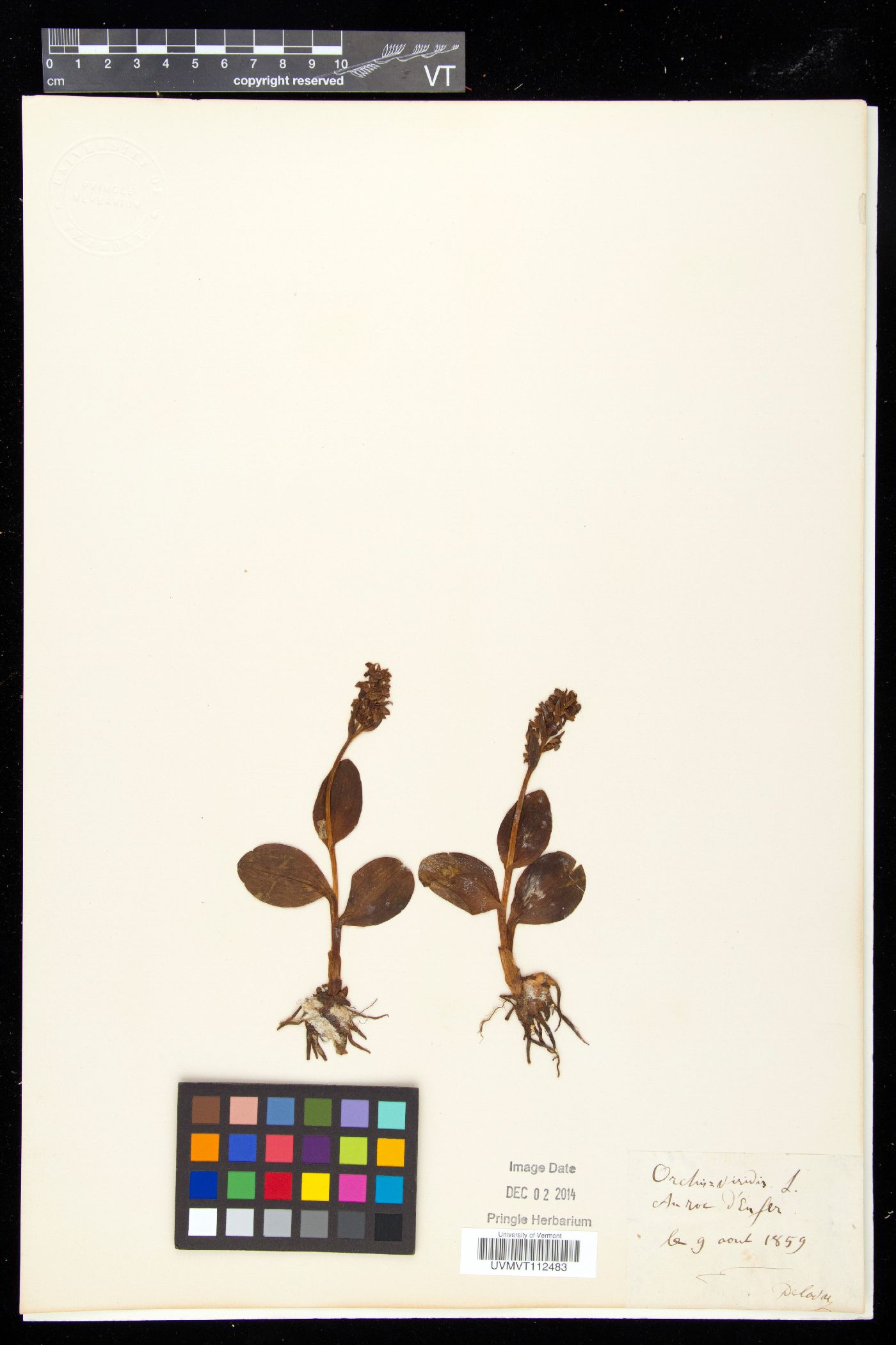 Dactylorhiza viridis image