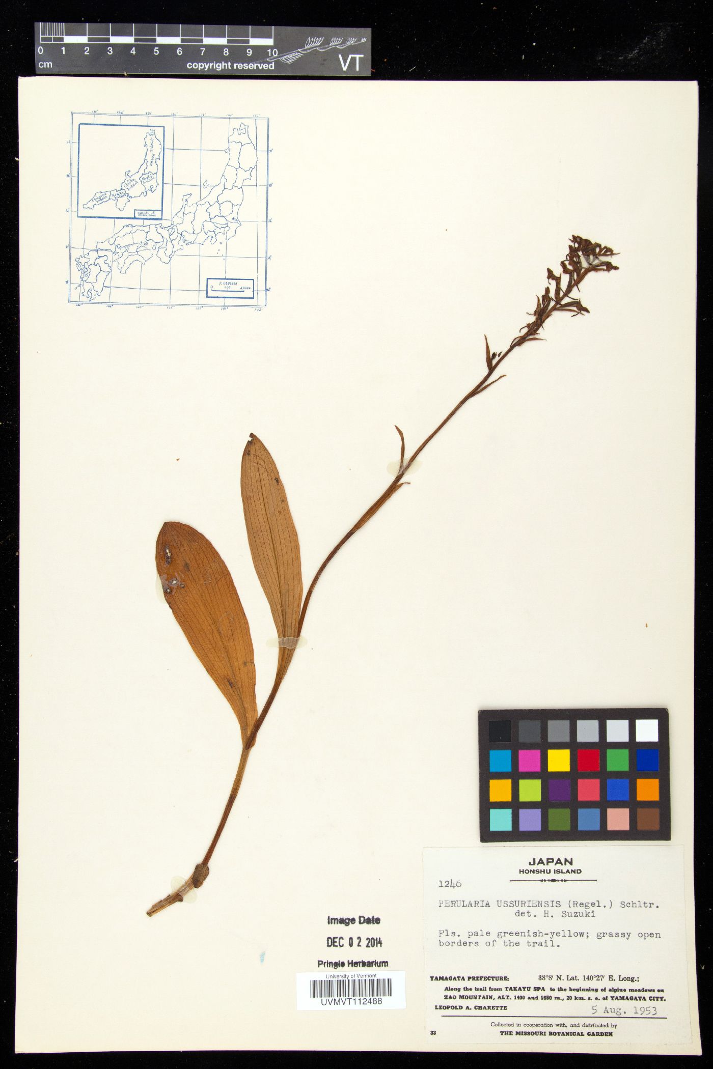 Platanthera ussuriensis image