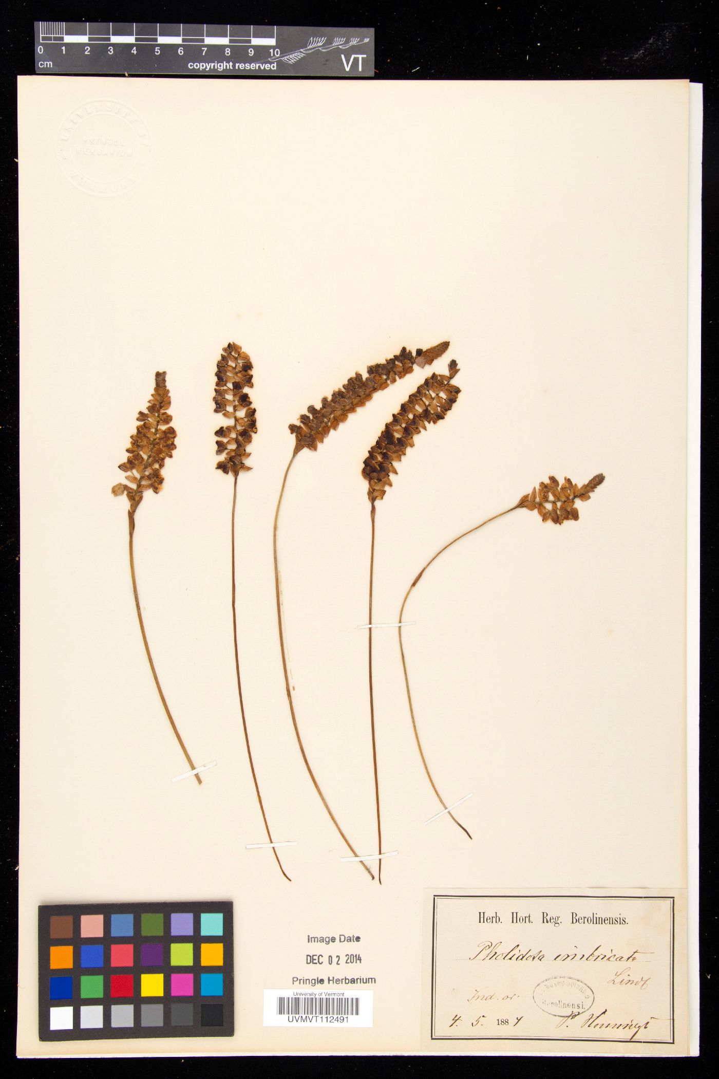 Pholidota imbricata image