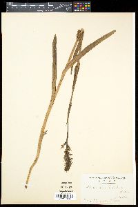 Image of Platanthera hologlottis