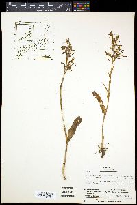Image of Platanthera neglecta