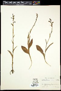 Platanthera minor image