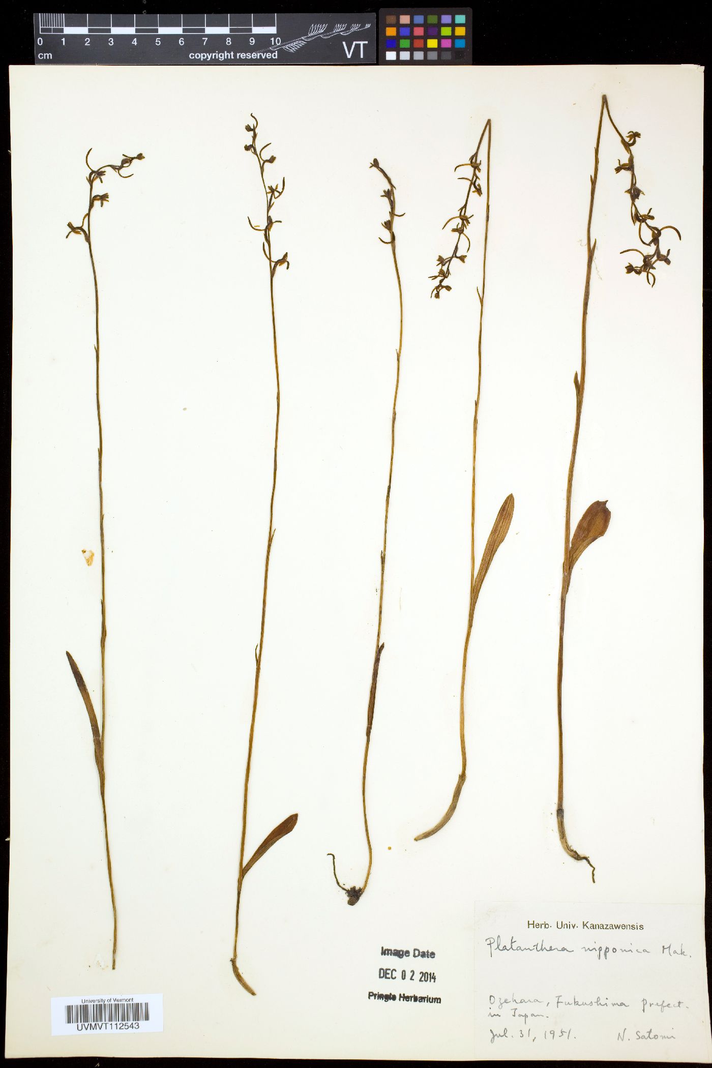 Platanthera nipponica image