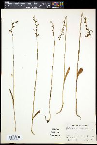 Image of Platanthera nipponica