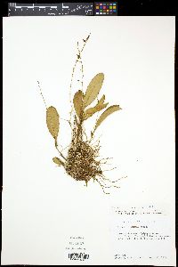 Stelis cobanensis image