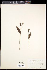 Pogonia japonica image