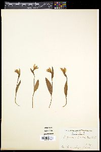 Pogonia japonica image