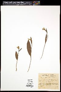 Pogonia minor image