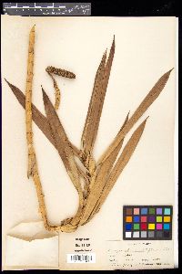 Freycinetia multiflora image