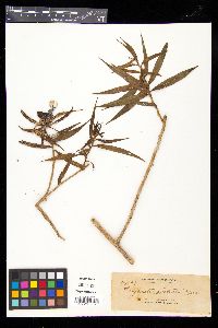 Freycinetia rostrata image