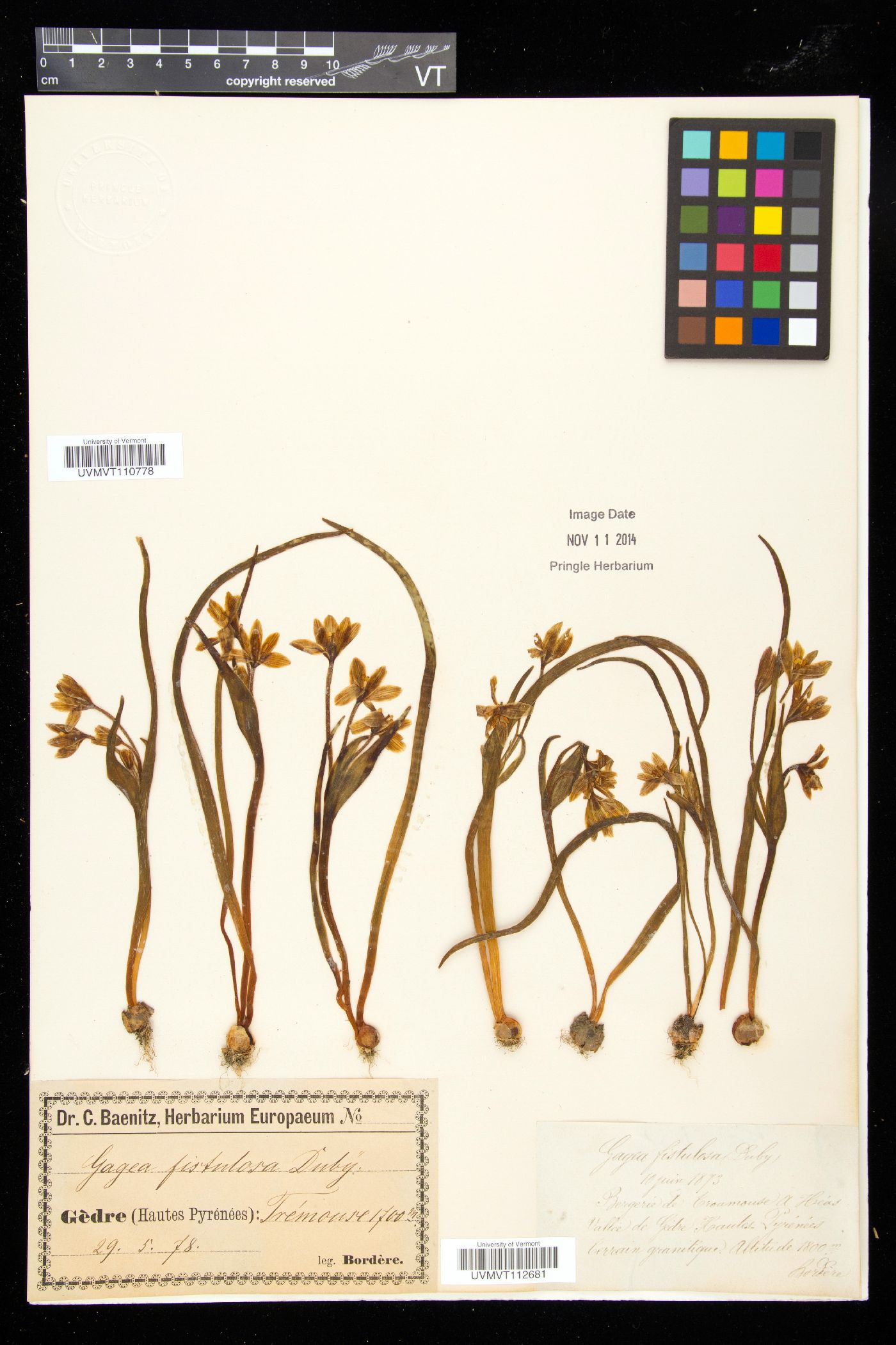 Gagea fistulosa image