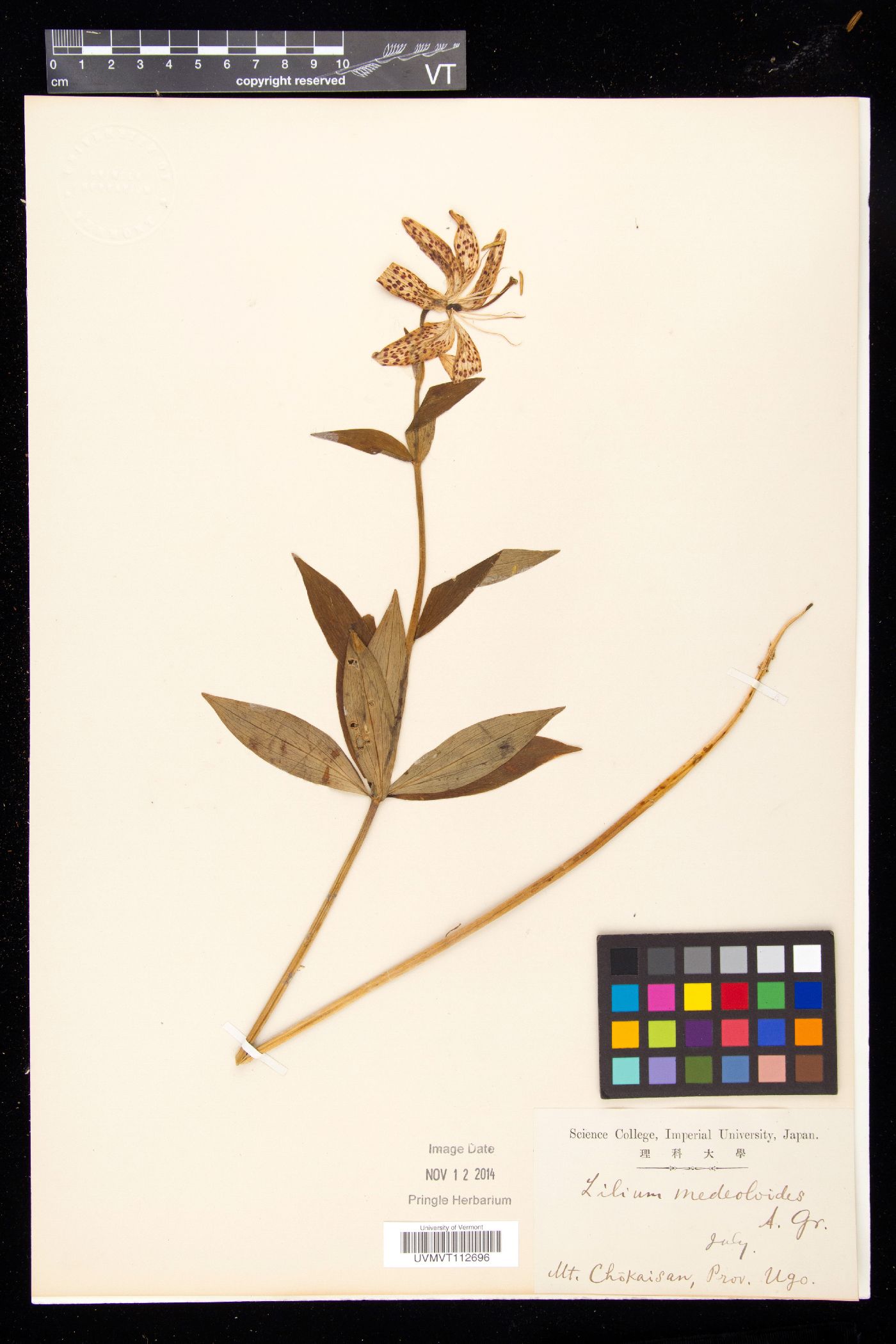 Lilium medeoloides image