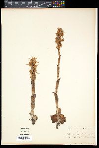 Image of Satyrium acuminatum