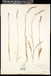 Spiranthes sinensis image