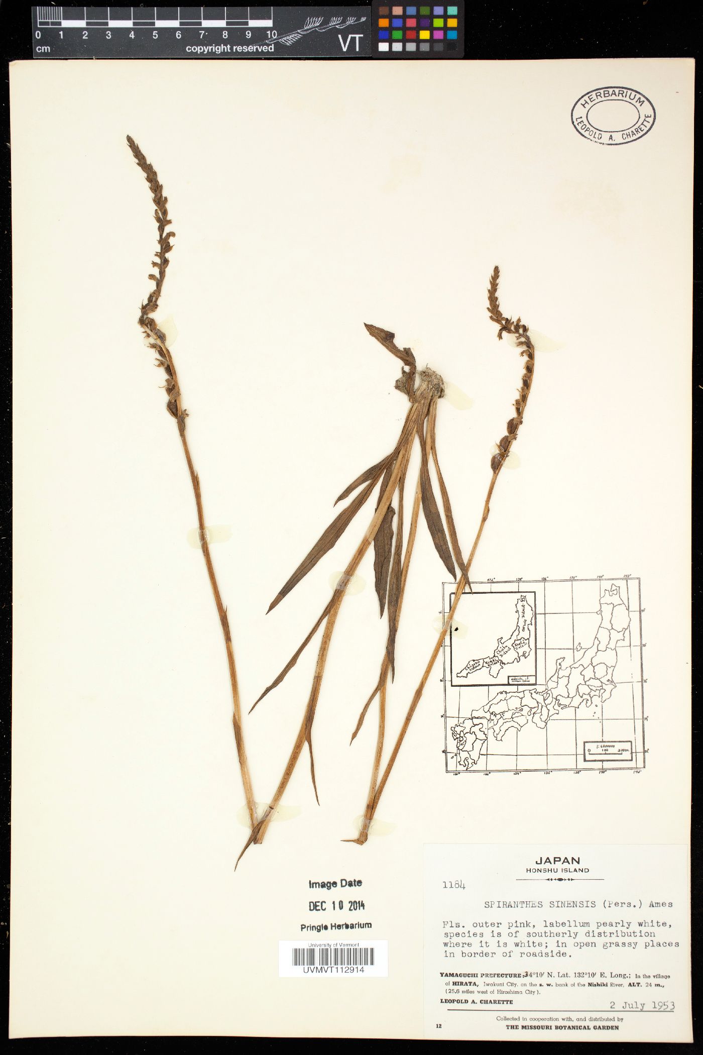 Spiranthes sinensis image