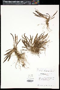 Stelis gracilis image