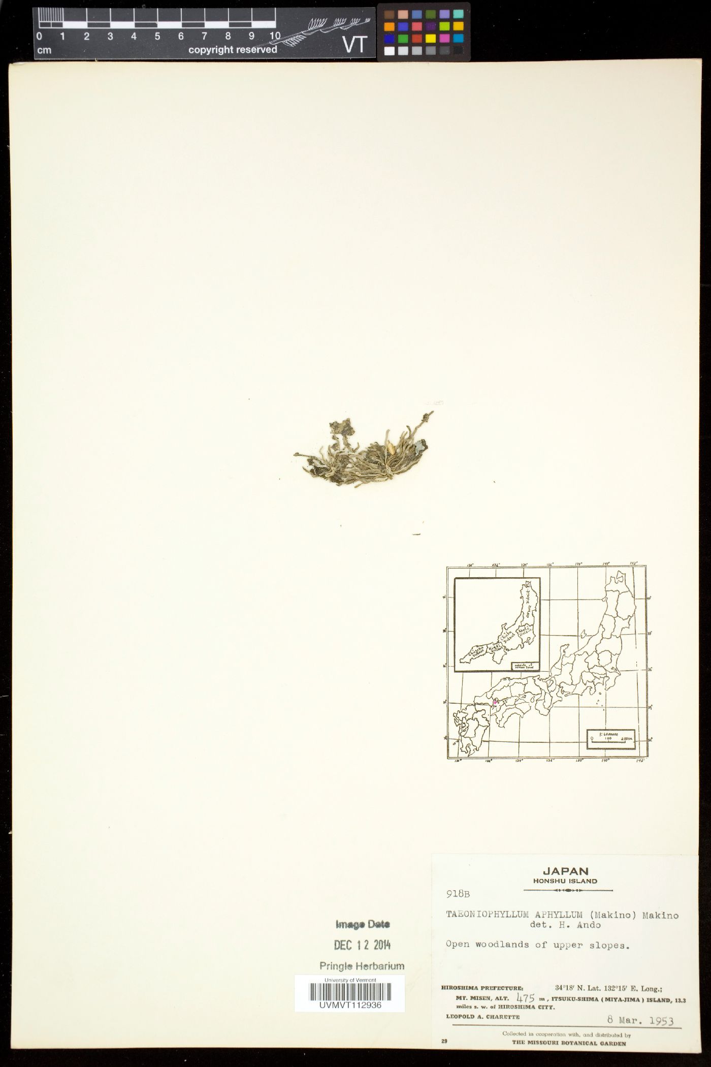 Taeniophyllum glandulosum image