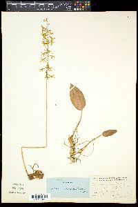 Image of Tipularia unifolia