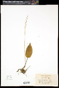 Image of Tipularia japonica