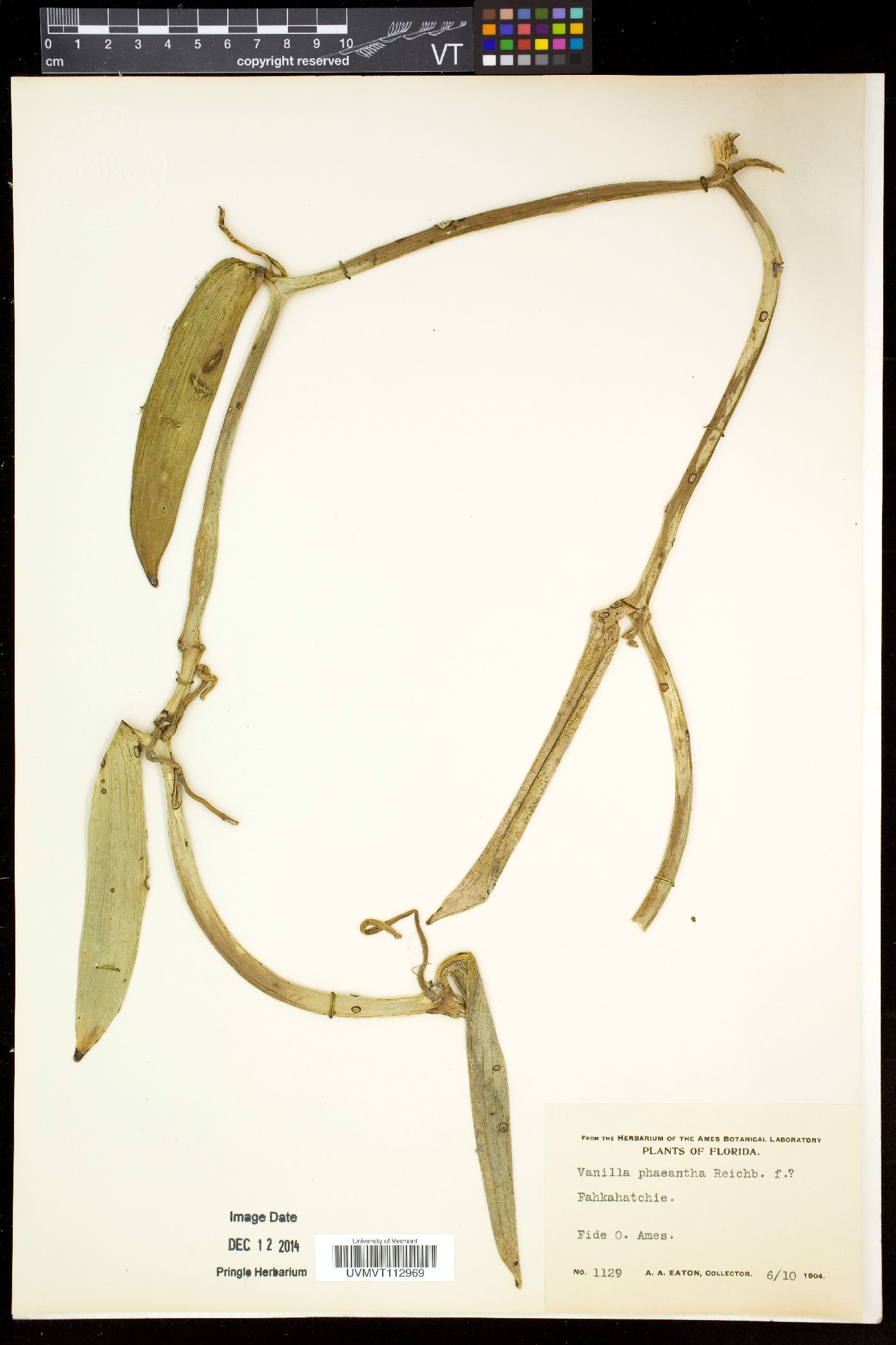 Vanilla phaeantha image