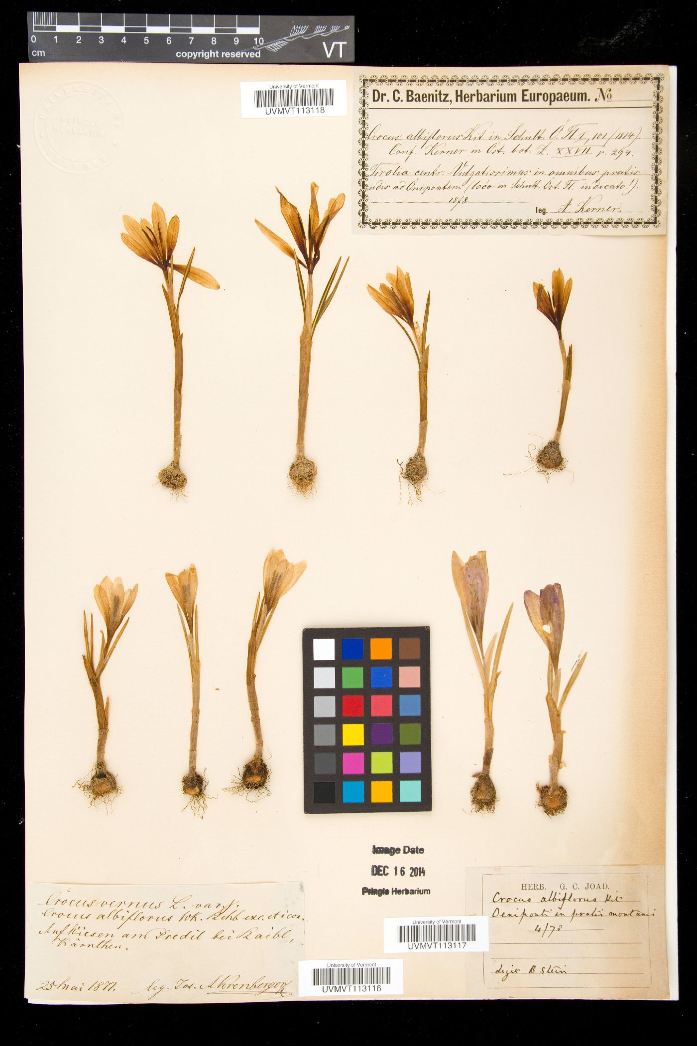 Crocus vernus image
