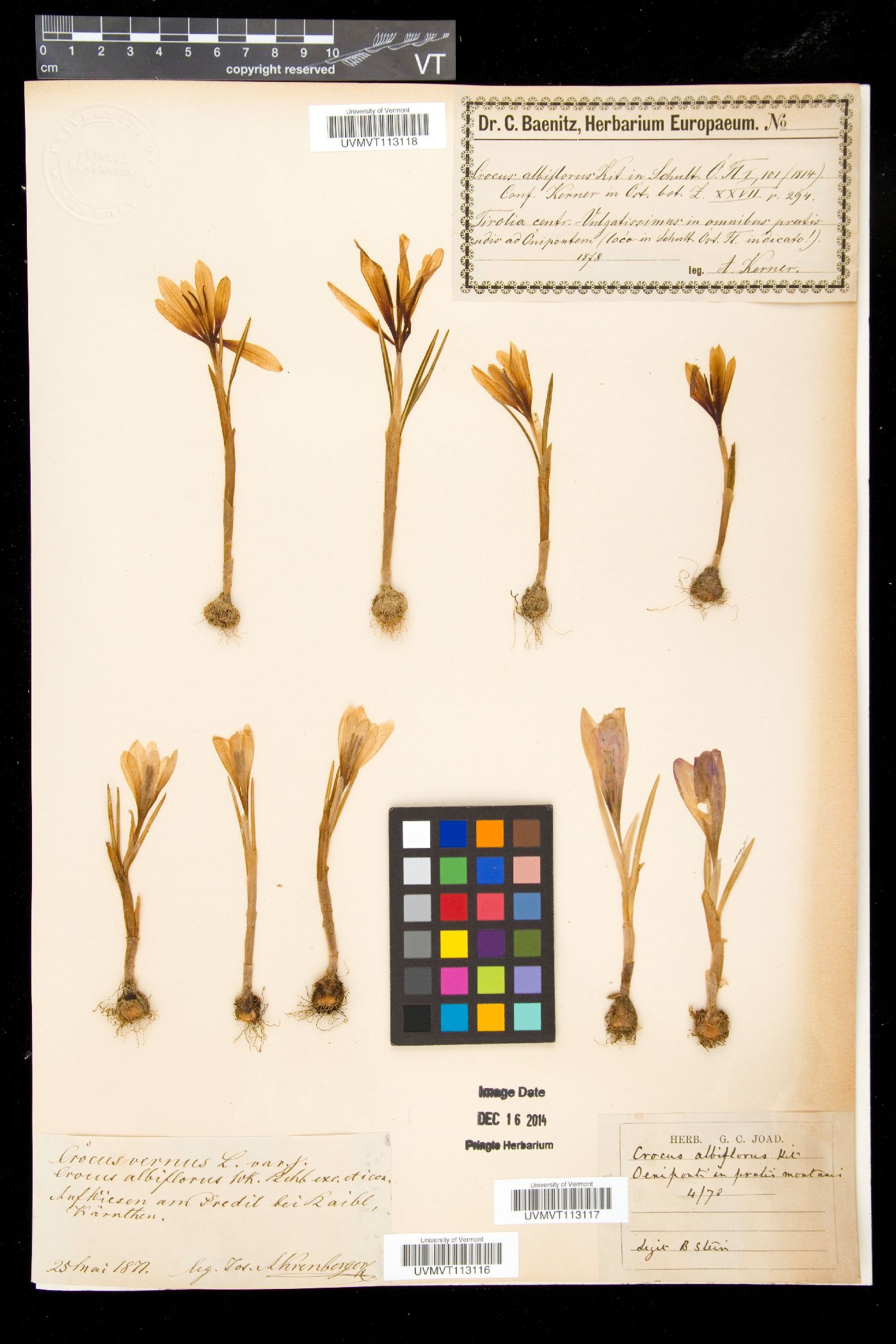 Crocus vernus image