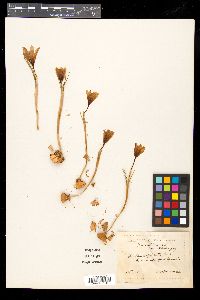 Crocus biflorus subsp. adamii image