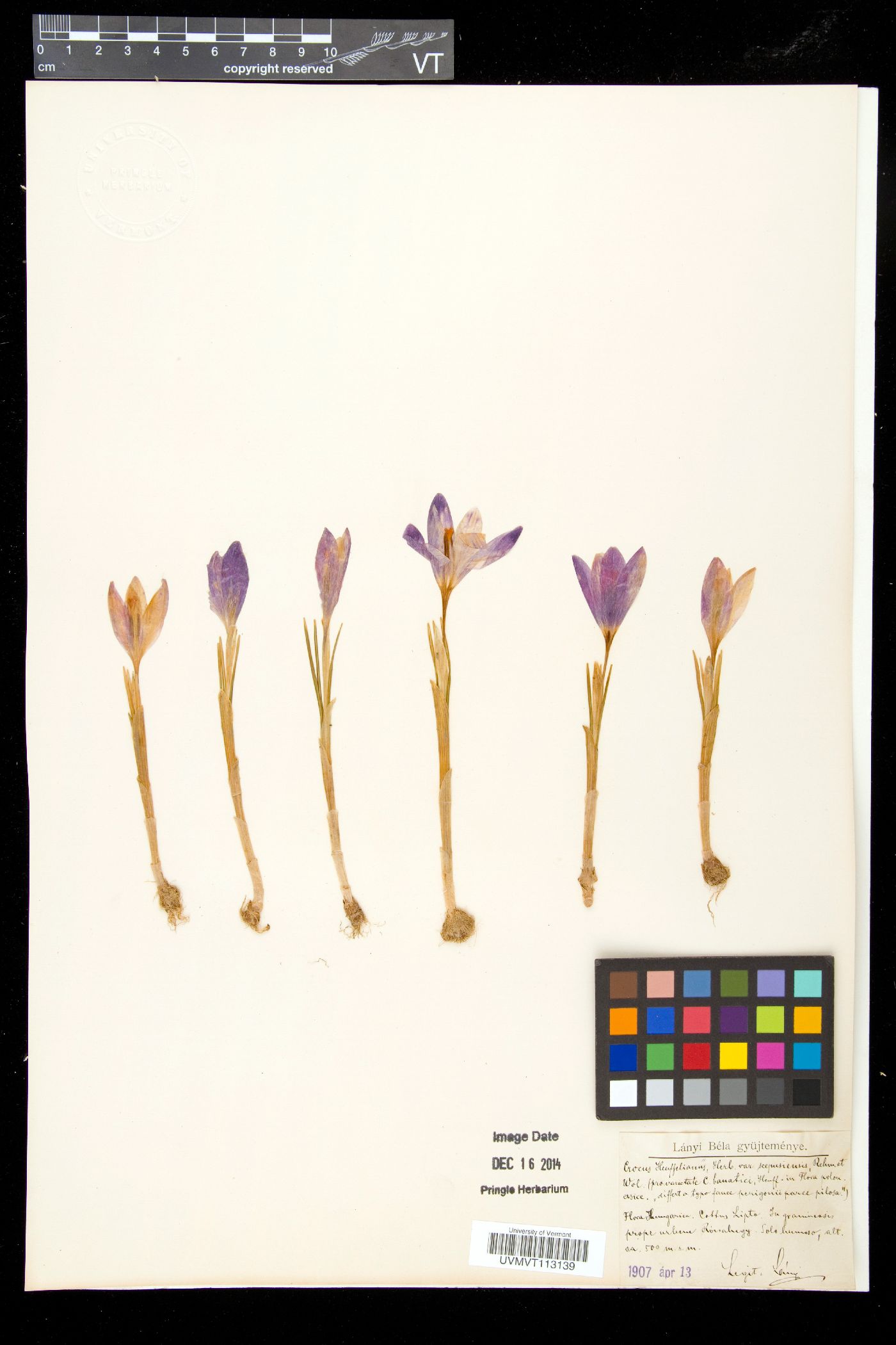 Crocus heuffelianus subsp. scepusiensis image