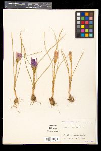 Crocus imperati image