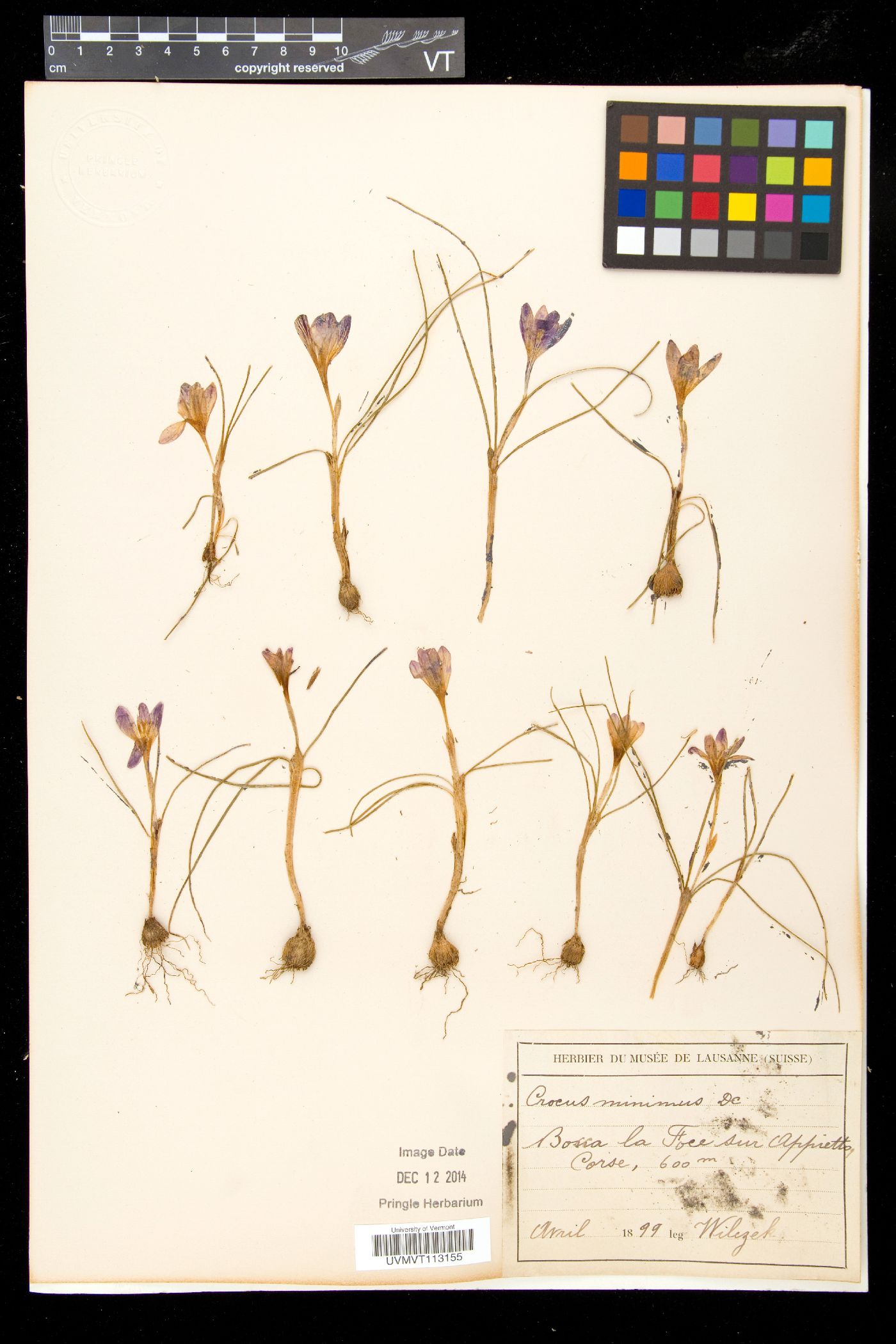 Crocus minimus image