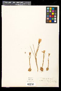 Crocus versicolor image