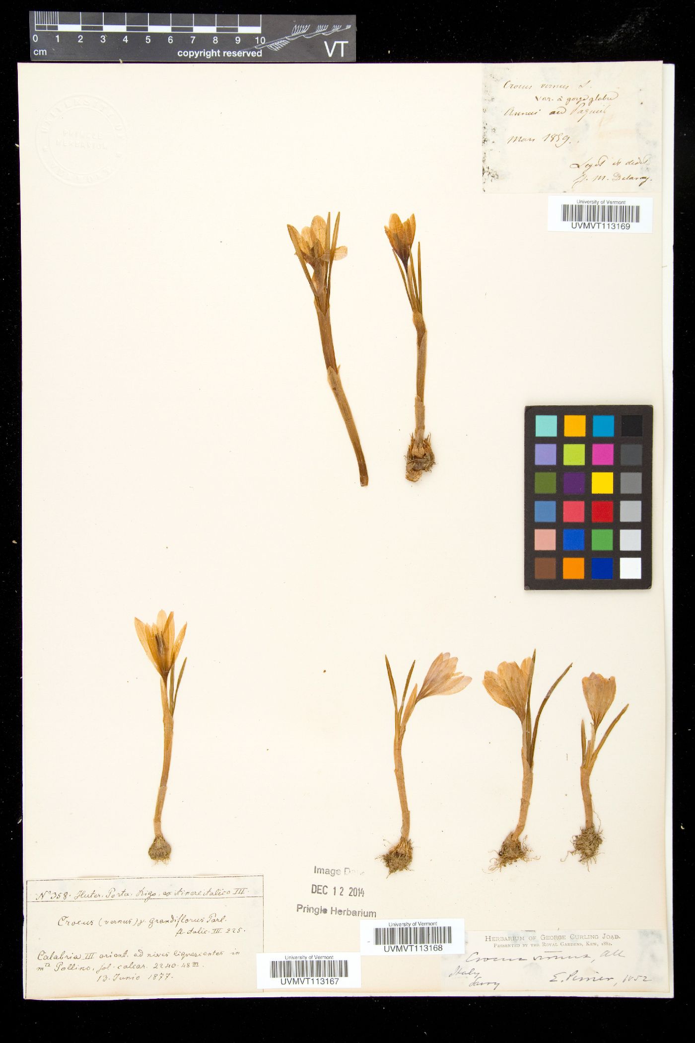 Crocus vernus image