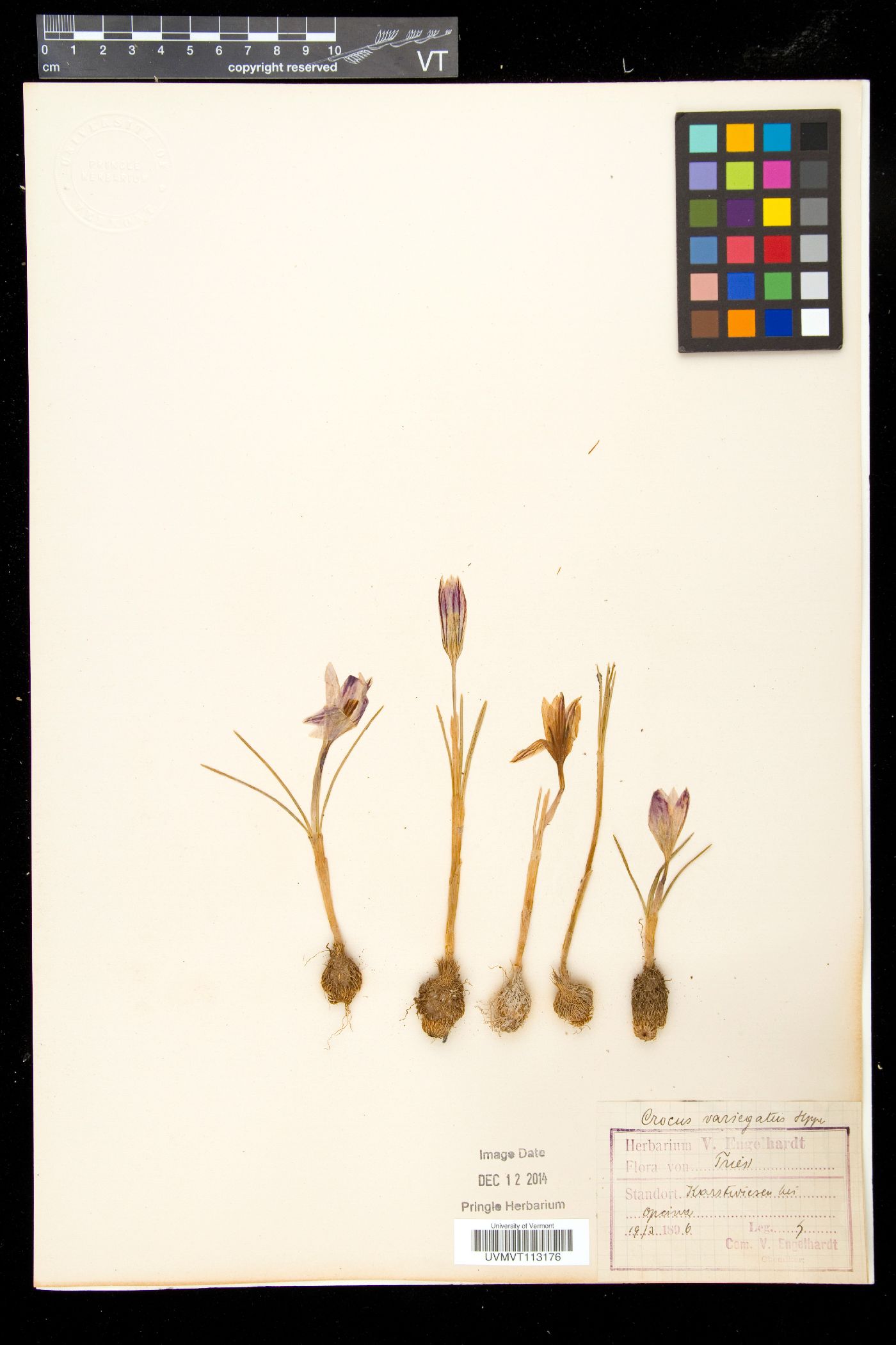 Crocus reticulatus image