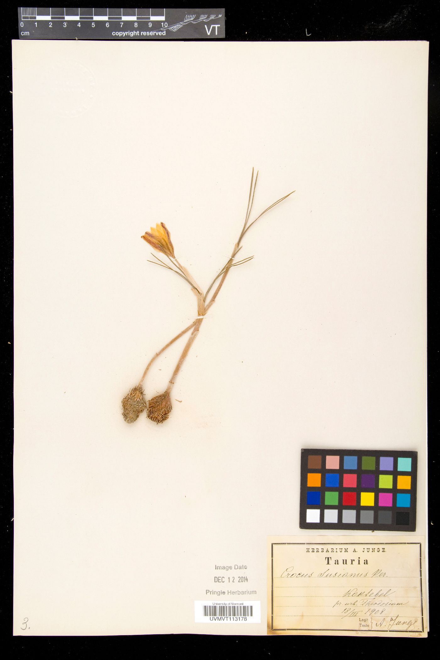 Crocus susianus image