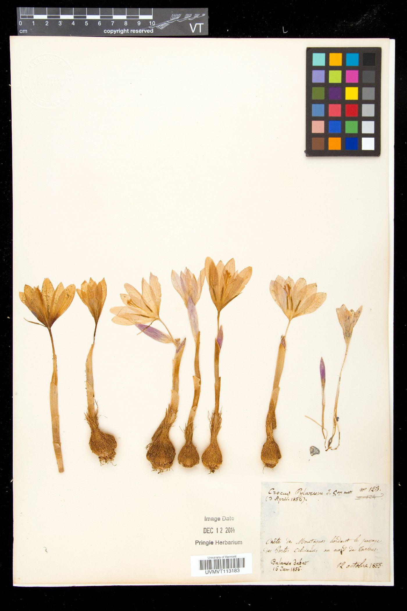 Crocus cancellatus image