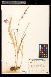 Gladiolus illyricus image