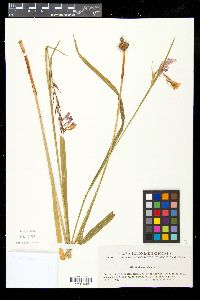 Gladiolus imbricatus image