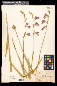 Gladiolus palustris image