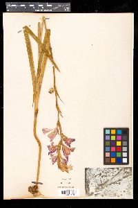 Gladiolus segetum image