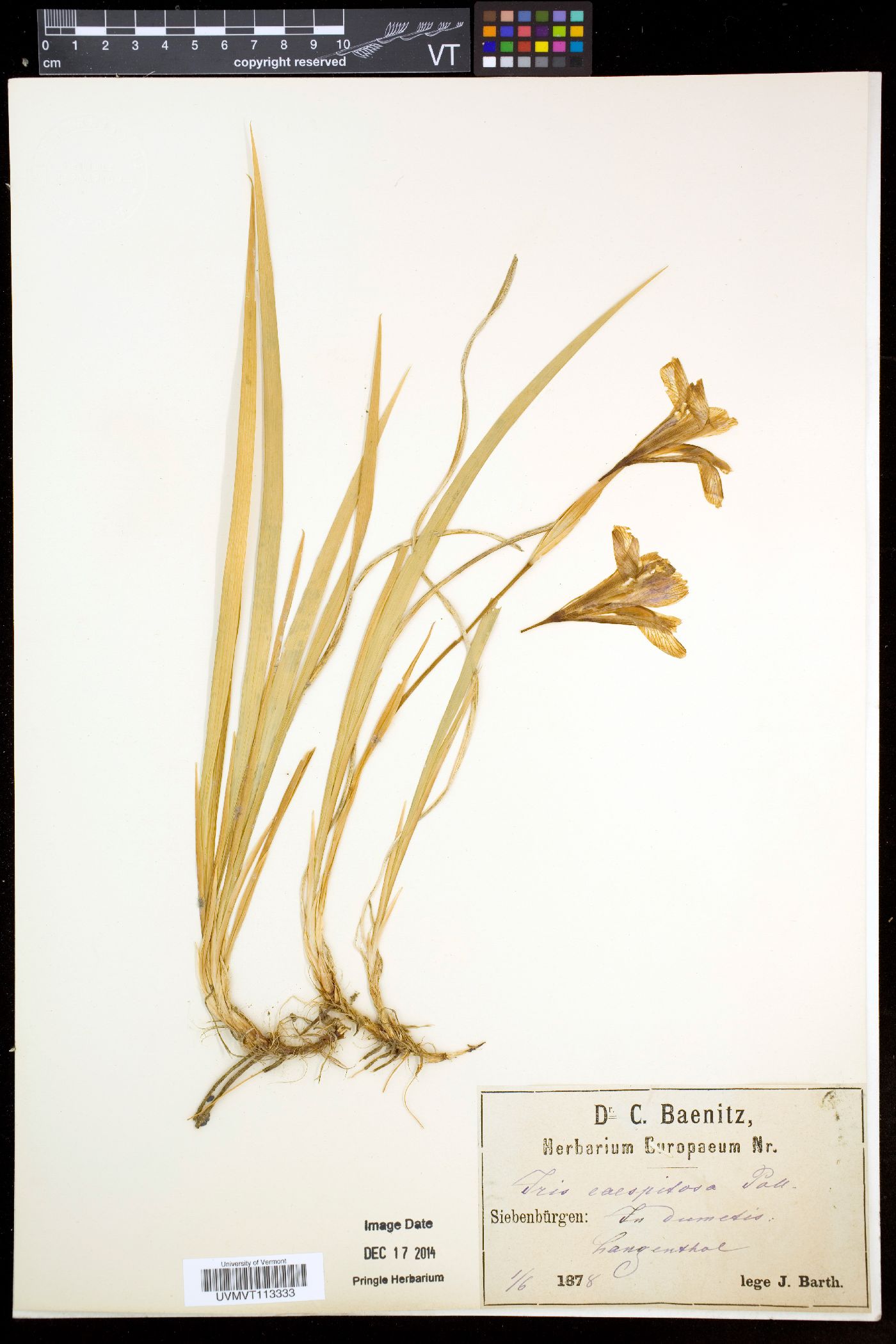 Iris ruthenica image