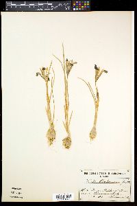 Image of Iris bakeriana