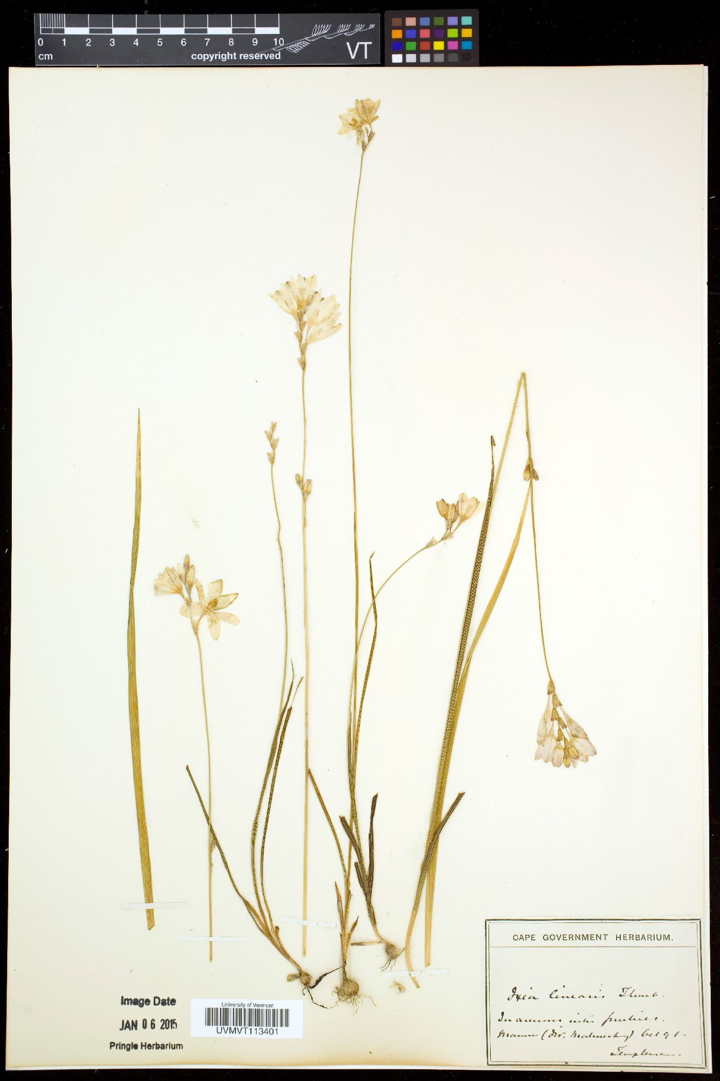 Ixia image
