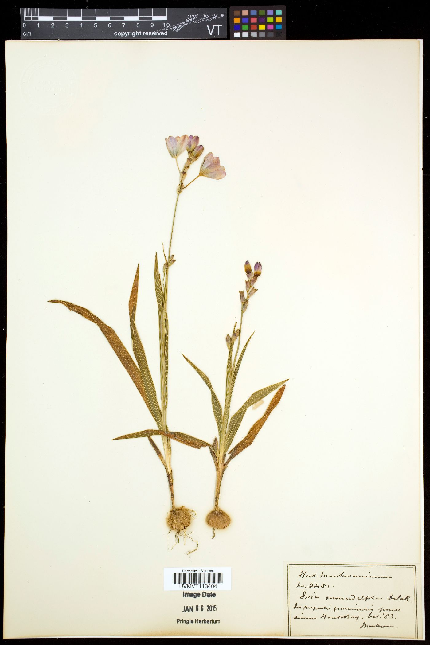 Ixia monadelpha image