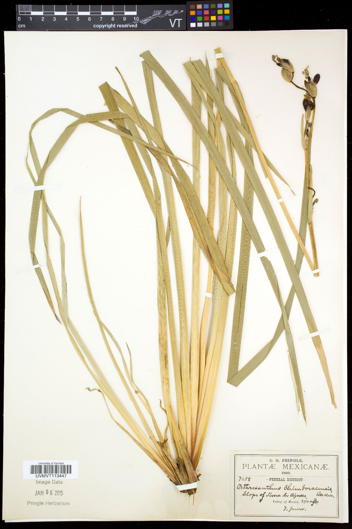 Orthrosanthus image
