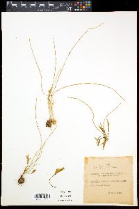 Romulea bulbocodium var. bulbocodium image