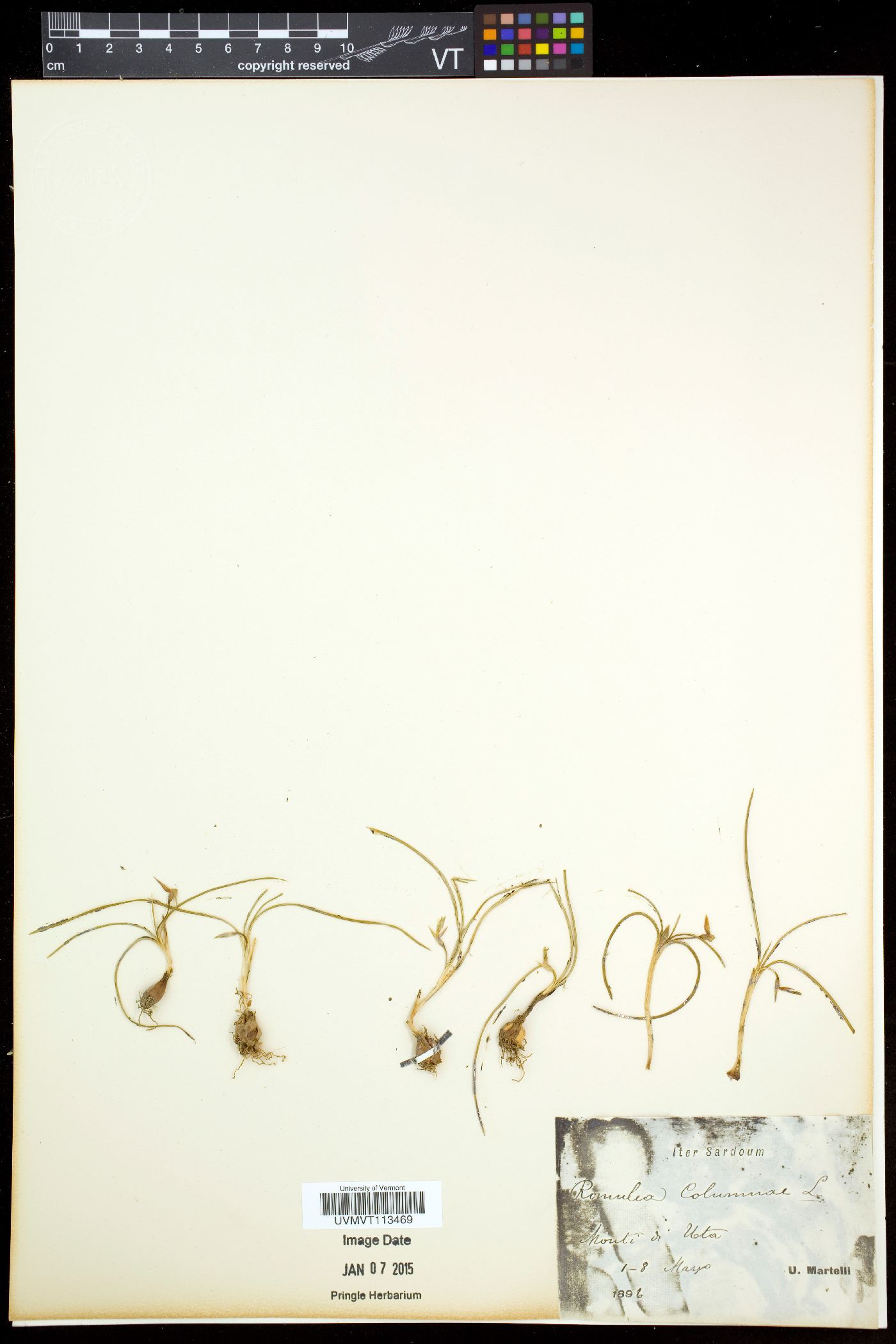Romulea columnae image