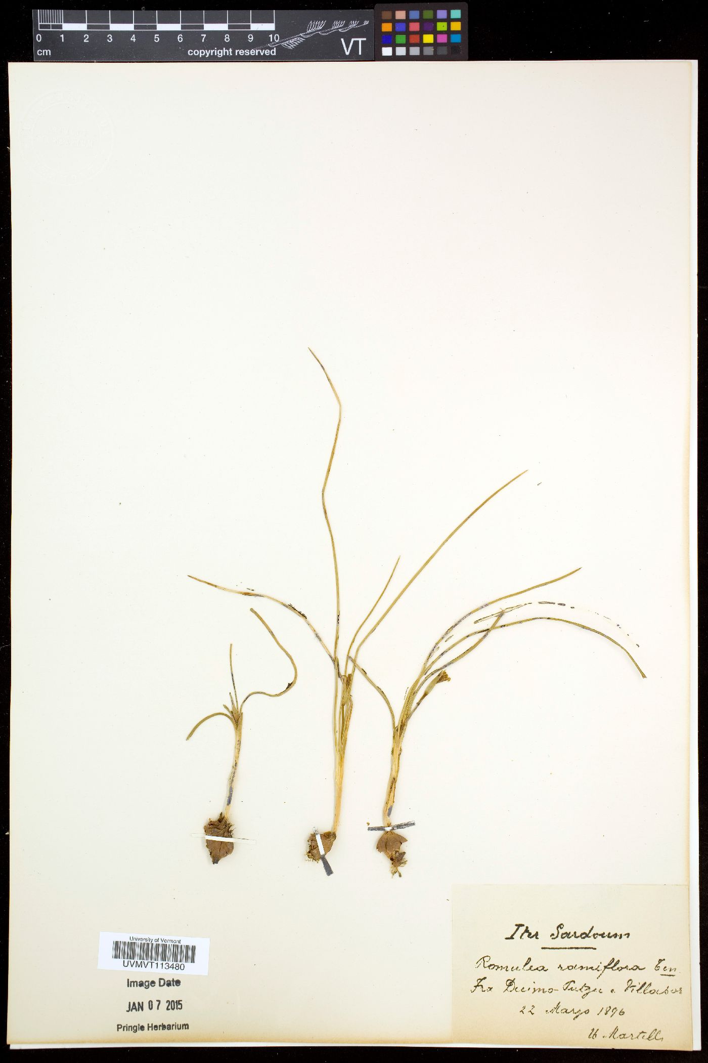 Romulea ramiflora image