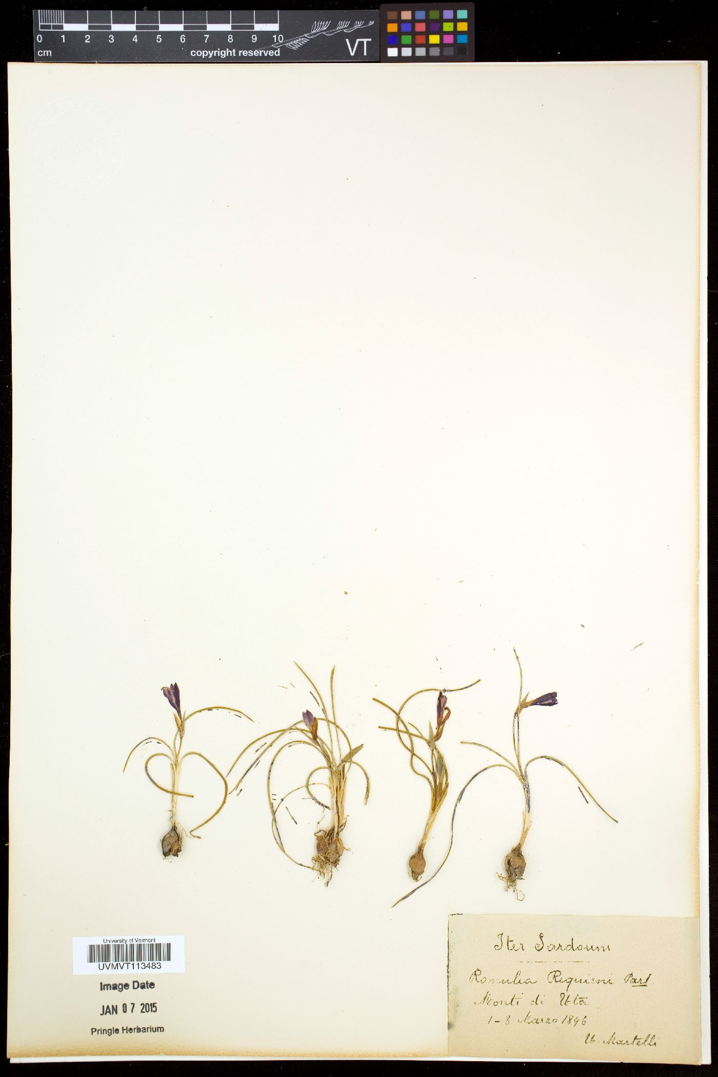 Romulea requienii image