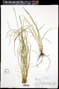 Sisyrinchium atlanticum image